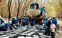 Việt Nam xuất khẩu cao su đạt 2,51 tỷ USD, Trung Quốc vẫn là thị trường lớn
