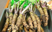 Anh nông dân trồng loại cây như "cây dại", lạ thay mang củ đi bán giá 6 triệu/kg