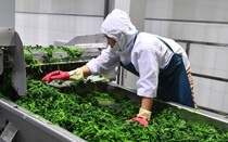 Hướng đến mục tiêu xuất khẩu sản phẩm trồng trọt trên 26 tỷ USD