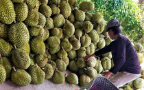 Nông dân phấn khởi khi giá sầu riêng tăng mạnh ngày giáp Tết