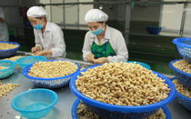 Xuất khẩu hạt điều có nhiều dư địa tăng trưởng trong năm 2024