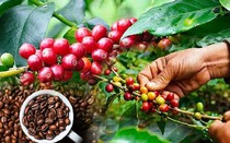 Giá cà phê cao kỷ lục: Cánh cửa rộng mở cho xuất khẩu cà phê năm 2024