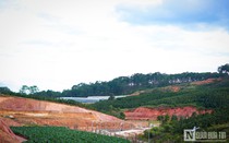 Lâm Đồng: Kỷ luật chủ tịch xã vì thiếu trách nhiệm quản lý rừng