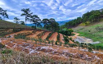 Lâm Đồng: Đình chỉ công tác 2 cán bộ lâm nghiệp để san ủi đất rừng trái phép