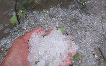 Đà Lạt: Mưa đá gây thiệt hại nhiều hoa màu
