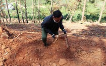 Lâm Đồng: Xử phạt nhóm người lấn chiếm đất rừng hơn 1 tỷ đồng