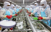 Các khoản chi tăng cao, lợi nhuận của “vua tôm” Minh Phú sụt giảm