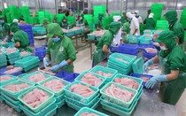 Tận dụng thời cơ từ thị trường Mỹ, lợi nhuận IDI tăng gấp gần 9 lần