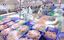 Doanh số xuất khẩu thủy sản chưa thể bứt phá