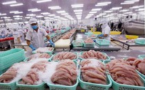 Cổ đông nhóm thủy sản nhận tin vui từ “vua tôm” và “nữ hoàng cá”