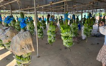 HAGL Agrico lỗ hàng trăm tỷ đồng mỗi tháng, nâng lỗ luỹ kế lên 7.000 tỷ