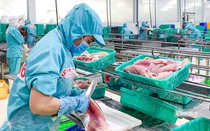 Doanh nghiệp thuỷ sản lao đao ngay trong quý đầu năm 2023