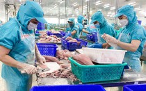 Cá tra tăng trưởng đáng mừng, xuất khẩu thủy sản có dấu hiệu phục hồi