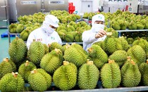 9 tháng đầu năm, xuất khẩu nông lâm thủy sản ước đạt 38,5 tỷ USD