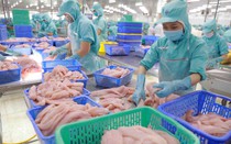 Xuất khẩu cá tra vào các thị trường chính giảm đáng kể