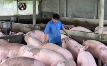 Giá lợn hơi tăng, người nuôi vẫn dè dặt tái đàn