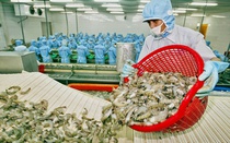 Thủy sản loay hoay vì rớt giá, kỳ vọng thị trường cuối năm