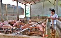 Dịch tả lợn châu Phi tái phát, giá heo hơi giảm sát mùa cuối năm