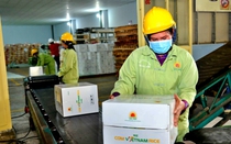 Dự báo khả quan, nỗ lực tận dụng cơ hội gia tăng xuất khẩu gạo