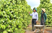 Giá hồ tiêu biến động và bài toán quy hoạch lại vùng trồng