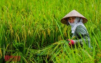 Hỗ trợ vật tư, máy móc trong các dự án nông nghiệp đảm bảo dinh dưỡng
