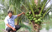 Lão nông tần tảo bắt đất trả vàng