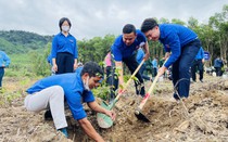Khánh Hòa: Hàng ngàn cây xanh được trồng mới trong mùa xuân