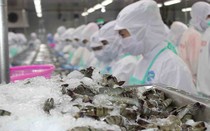 Thực phẩm Sao Ta thắng lớn nhờ "át chủ bài" tôm tự nuôi
