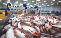 Cá tra Nam Việt dự lãi tăng vọt nhờ mở rộng thị trường sang Mỹ