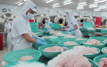 Vĩnh Hoàn báo lãi tăng gấp 4 lần cùng kỳ, đạt 553 tỷ đồng