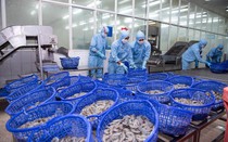 Sao Ta hoàn thành gần 80% kế hoạch doanh thu cả năm sau 9 tháng
