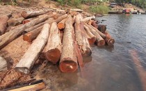 Gia Lai: Phát hiện nhiều bãi tập kết gỗ trên lòng hồ thủy điện Sê San 4