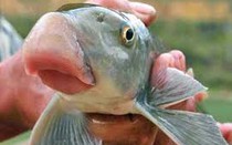 Điểm mặt những đặc sản "tiến vua" được săn lùng làm quà biếu Tết