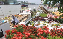 Hoa Sa Đéc rời giàn, nông dân phấn khởi vì trúng mùa, được giá