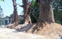 3 cây khủng như "quái thú" vẫn ở Huế vì chưa có giấy phép hợp lệ