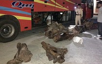 Bắt ô tô khách chứa 837 kg gỗ trắc giữa đêm
