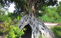 Những gốc cây siêu khủng giá bạc tỷ được giới đại gia săn lùng
