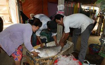 Cận cảnh cá nghi sủ vàng được trả 1 tỷ đồng của ngư dân Bến Tre