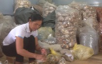 Lương y Triệu Thị Hòa giúp bệnh nhân thoát khỏi các cơn đau nhức xương khớp