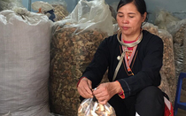 Chấm dứt chuỗi ngày đau nhức xương khớp dằn vặt bằng bài thuốc dân tộc