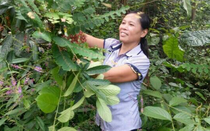 Vị lương y lớn lên cùng bài thuốc dân tộc đã giúp hàng nghìn người thoát khỏi bệnh xương khớp