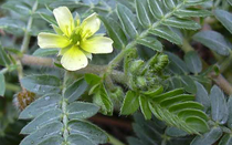 Bạch tật lê và công dụng tăng cường sinh lý nam giới