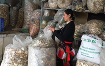 Khám phá “kho báu” thuốc nam của kì tài chấm dứt bệnh đau nhức xương khớp