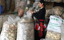 “Thần dược” đối phó với bệnh nhức xương khớp hiệu quả, an toàn