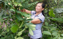 Câu chuyện về người phụ nữ vùng cao chữa khỏi đau nhức xương khớp cho hàng ngàn người