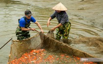 Làng cá Thủy Trầm nhộn nhịp phục vụ Tết ông Công ông Táo