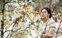 Hoa lê rừng xuống phố hút khách sau Tết