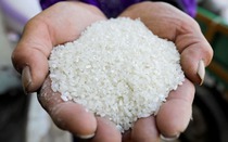 Thế giới đối mặt nguy cơ thiếu gạo nghiêm trọng