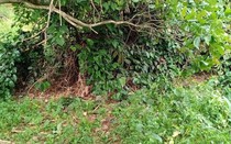 Thông tin mới vụ phát hiện thi thể không đầu: Đã tìm thấy phần đầu của nạn nhân