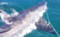 Video: Cá mập trắng hung tàn phá lưới giành mực với ngư dân